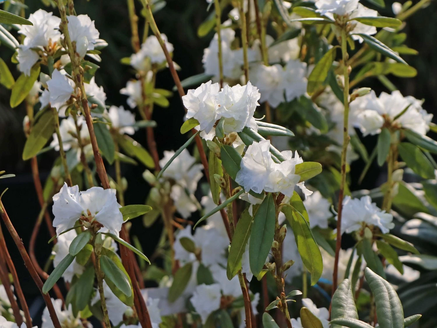 Rhododendron 'April Snow' 2 Rhododendron 'April Snow' – Bild 2