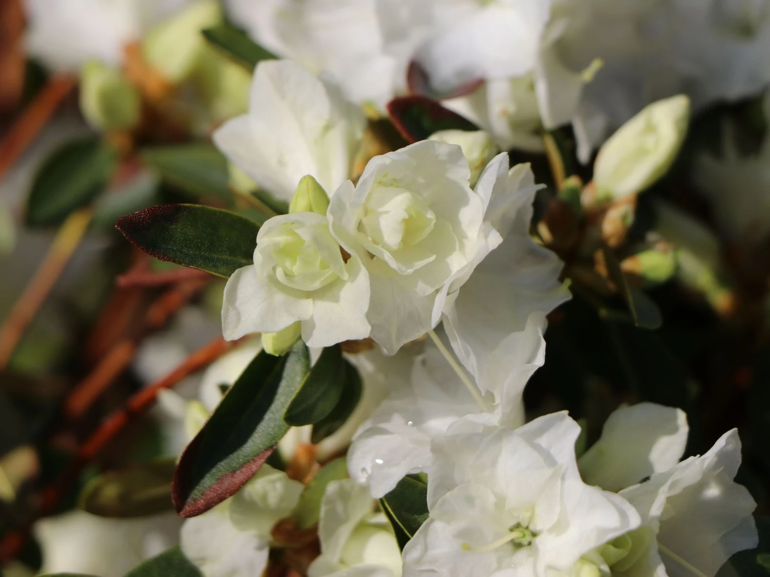 Rhododendron 'April Snow' 3 Rhododendron 'April Snow' – Bild 3