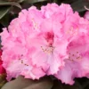 Rhododendron 'Arabella'