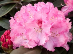 Rhododendron 'Arabella'