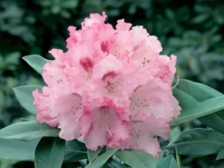 Rhododendron 'Arabella' -Deutschland Garten Funk Verkaufs-Shop rhododendron arabella m005042 w 1