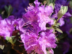 Rhododendron 'Azurella' -Deutschland Garten Funk Verkaufs-Shop rhododendron azurella m004050 w 0