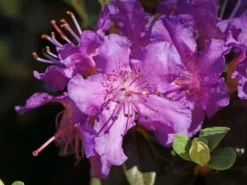 Rhododendron 'Azurella' -Deutschland Garten Funk Verkaufs-Shop rhododendron azurella m004050 w 1