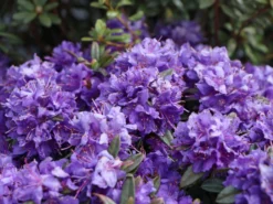 Rhododendron 'Azurika'