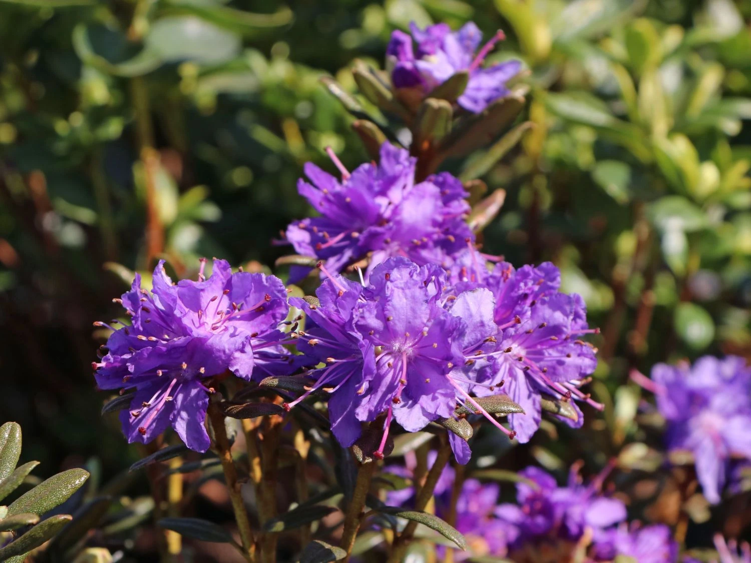 Rhododendron 'Azurika' 3 Rhododendron 'Azurika' – Bild 3
