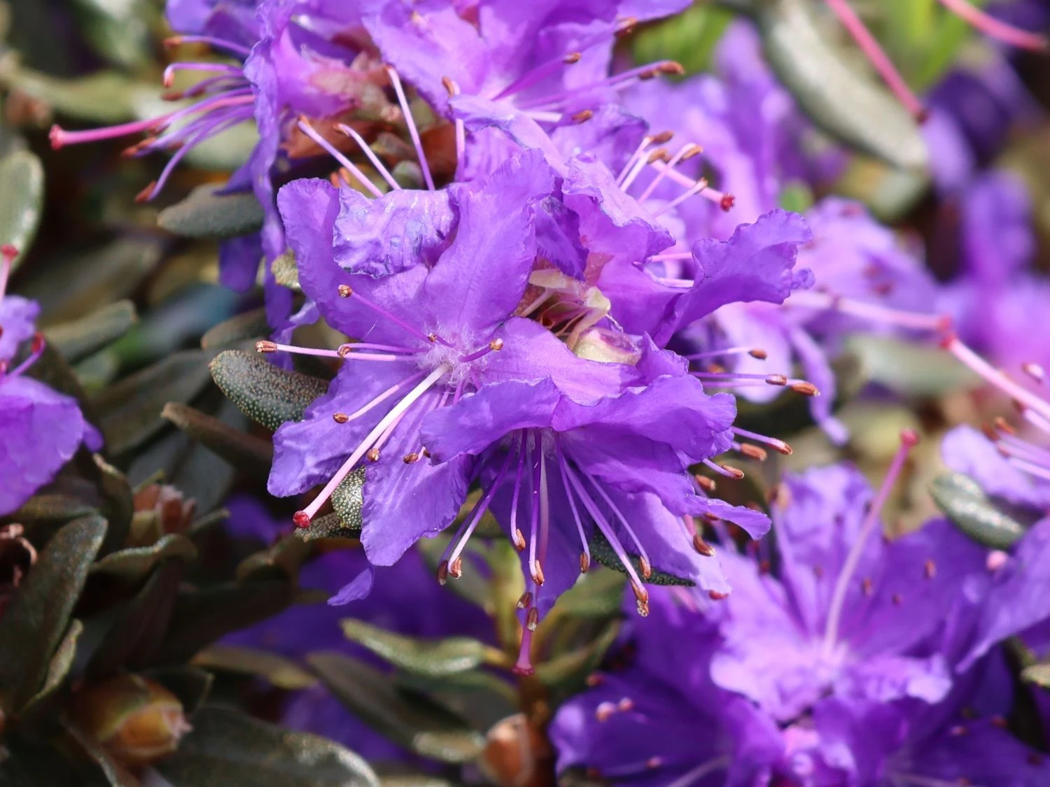 Rhododendron 'Azurika' 2 Rhododendron 'Azurika' – Bild 2