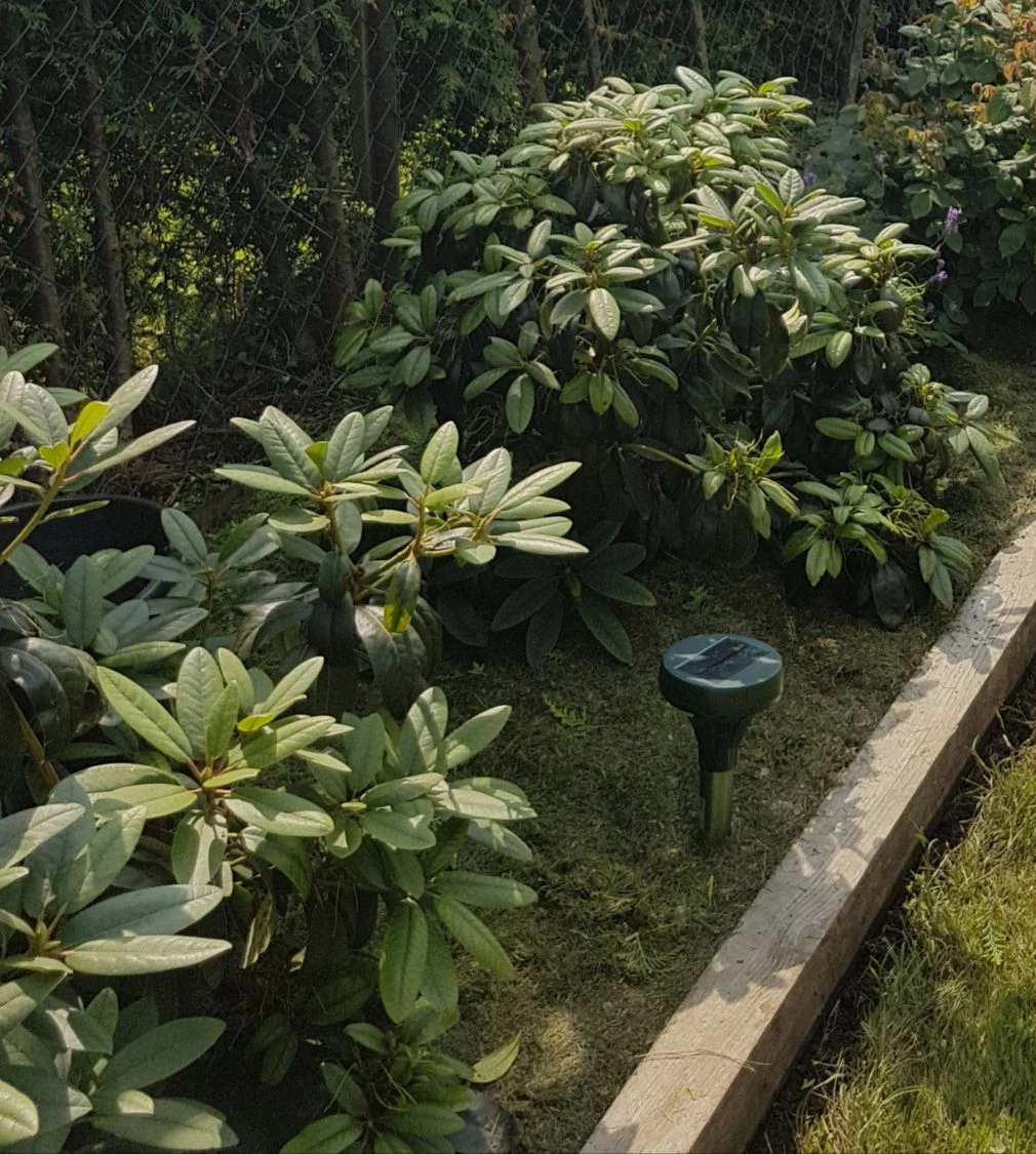 Rhododendron 'Azurro' 6 Rhododendron 'Azurro' – Bild 6