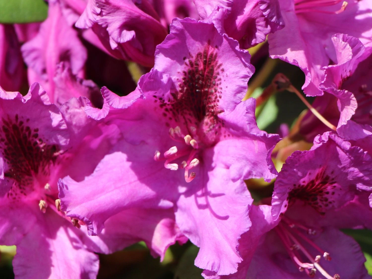 Rhododendron 'Azurro' 2 Rhododendron 'Azurro' – Bild 2