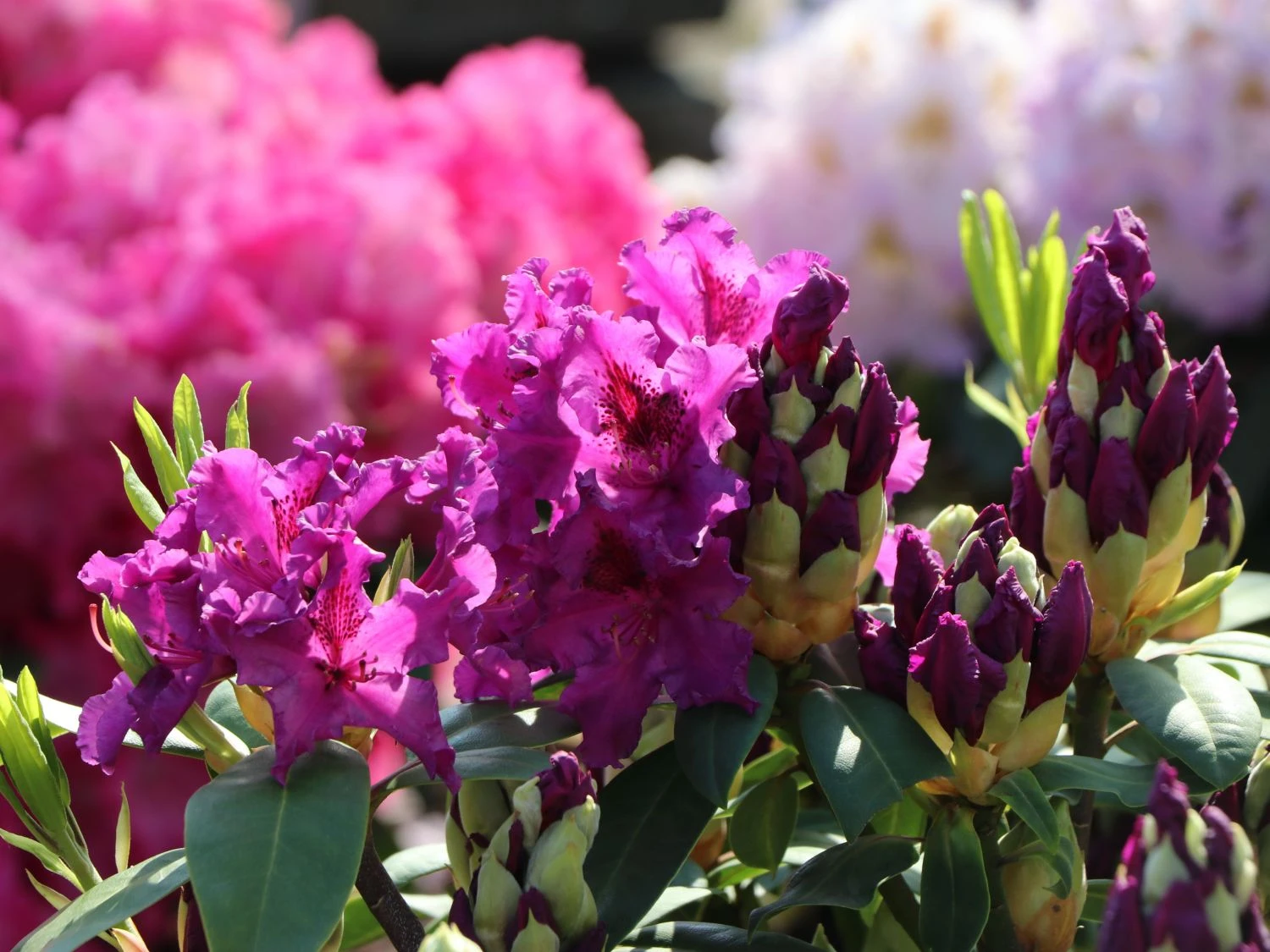 Rhododendron 'Azurro' 5 Rhododendron 'Azurro' – Bild 5