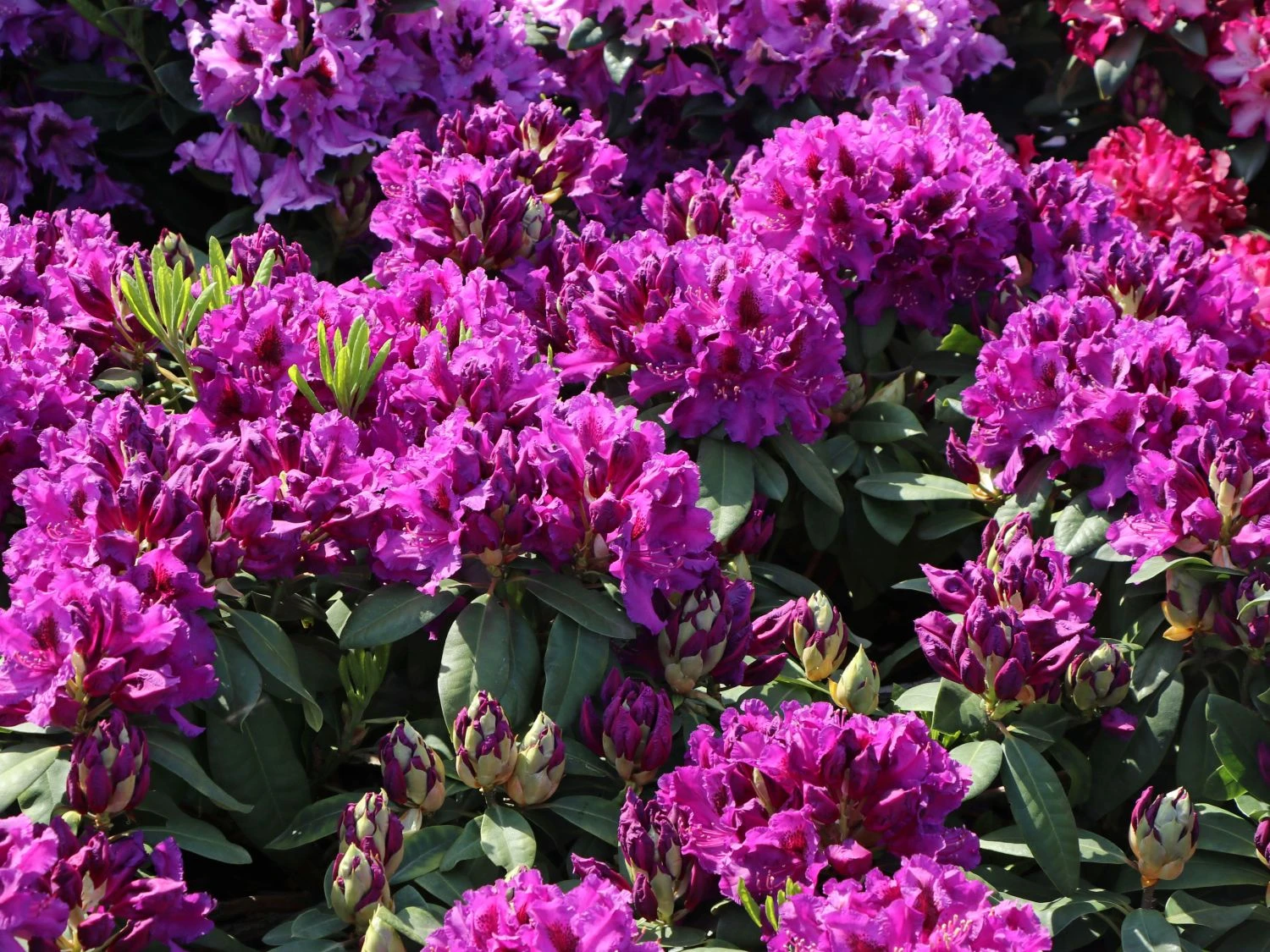Rhododendron 'Azurro' 3 Rhododendron 'Azurro' – Bild 3