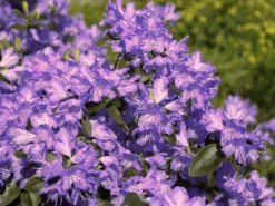 Rhododendron 'Azurwolke'