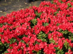 Rhododendron 'Baden-Baden'