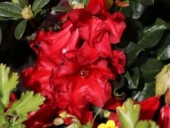 Rhododendron 'Baden-Baden' 7 Rhododendron 'Baden-Baden' -Deutschland Garten Funk Verkaufs-Shop rhododendron baden baden m002380 w 0