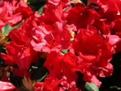 Rhododendron 'Baden-Baden' 6 Rhododendron 'Baden-Baden' -Deutschland Garten Funk Verkaufs-Shop rhododendron baden baden m002380 w 2