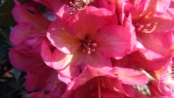 Rhododendron 'Balalaika' 5 Rhododendron 'Balalaika' -Deutschland Garten Funk Verkaufs-Shop rhododendron balalaika m003568 80497 0