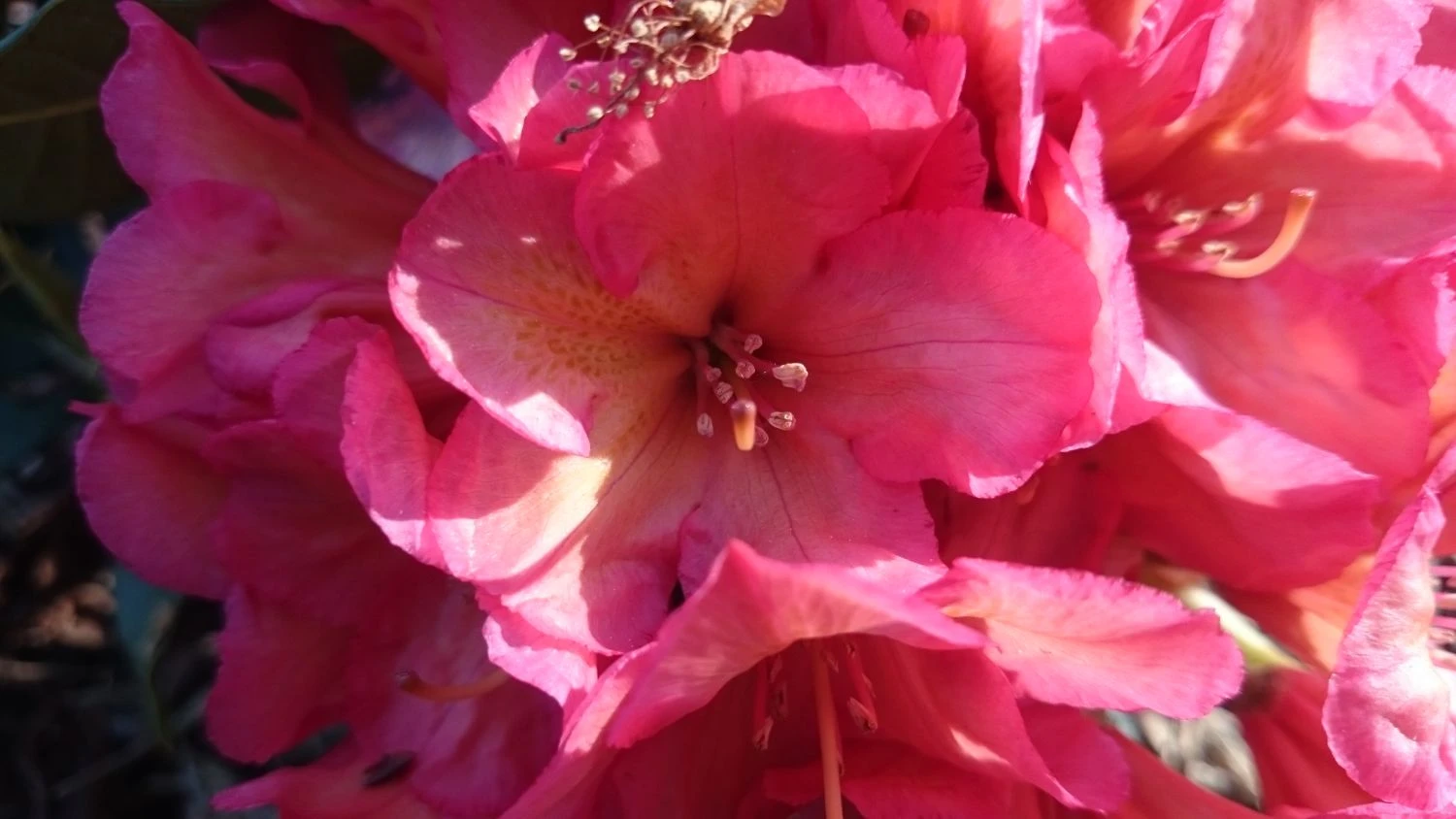 Rhododendron 'Balalaika' 3 Rhododendron 'Balalaika' – Bild 3