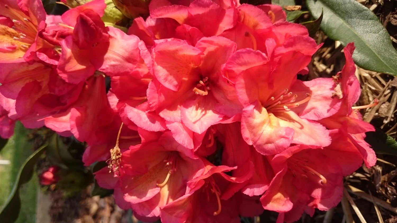 Rhododendron 'Balalaika' 2 Rhododendron 'Balalaika' – Bild 2