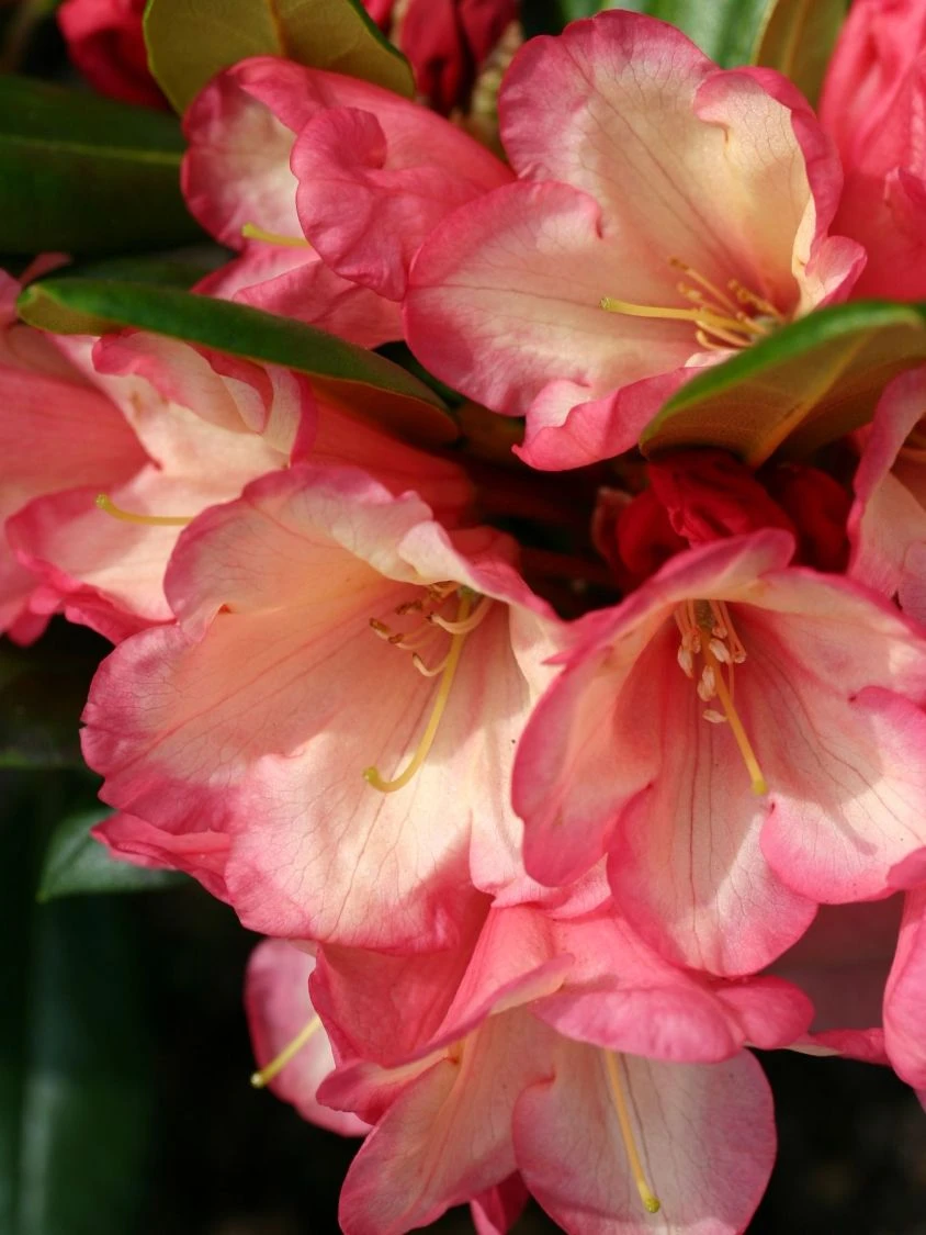 Rhododendron 'Barbarella' 3 Rhododendron 'Barbarella' – Bild 3