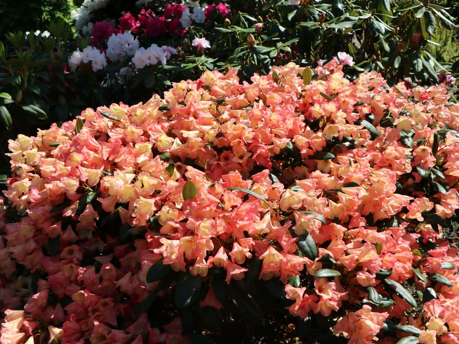 Rhododendron 'Barbarella' 7 Rhododendron 'Barbarella' – Bild 7