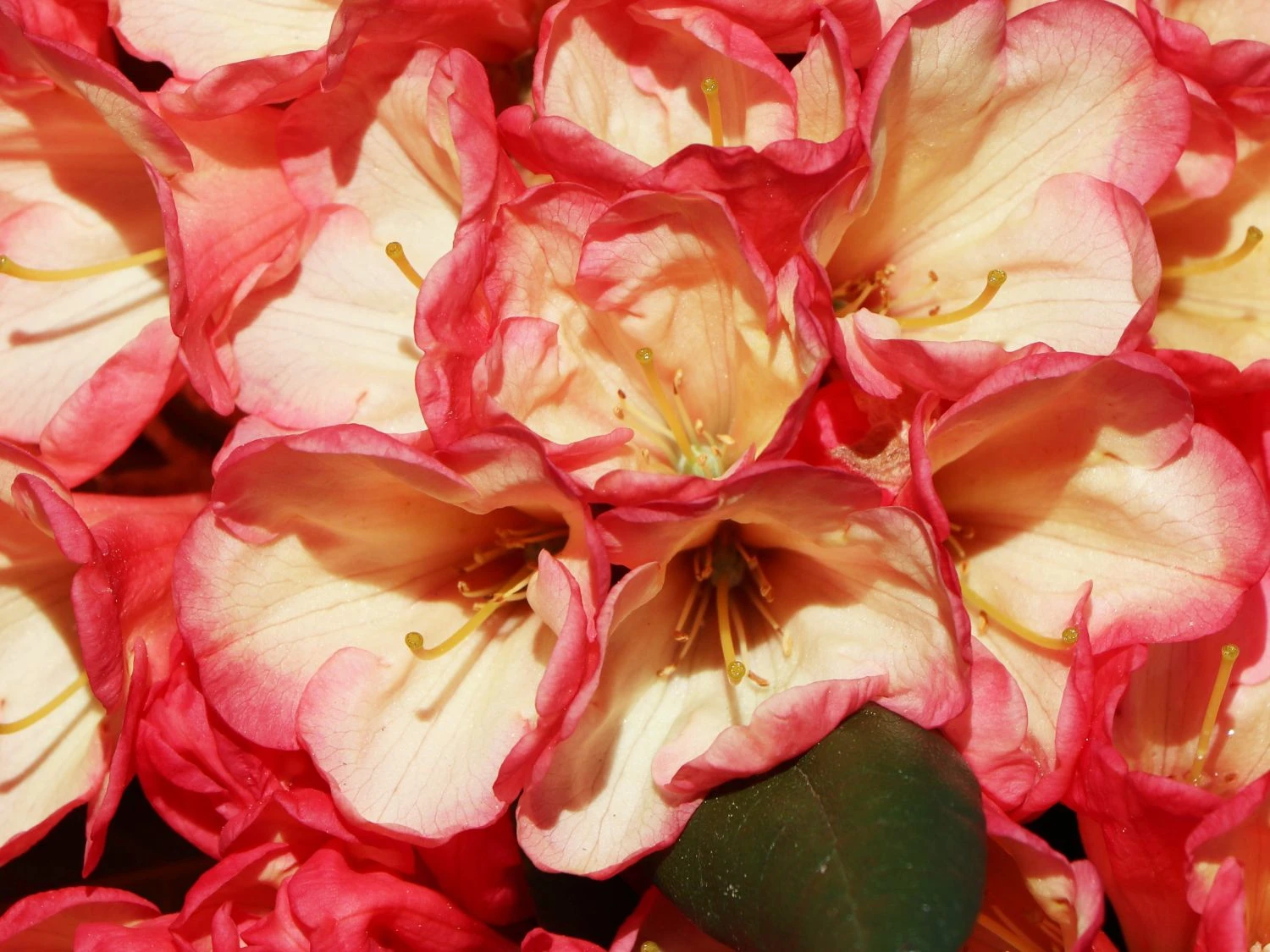 Rhododendron 'Barbarella' 4 Rhododendron 'Barbarella' – Bild 4