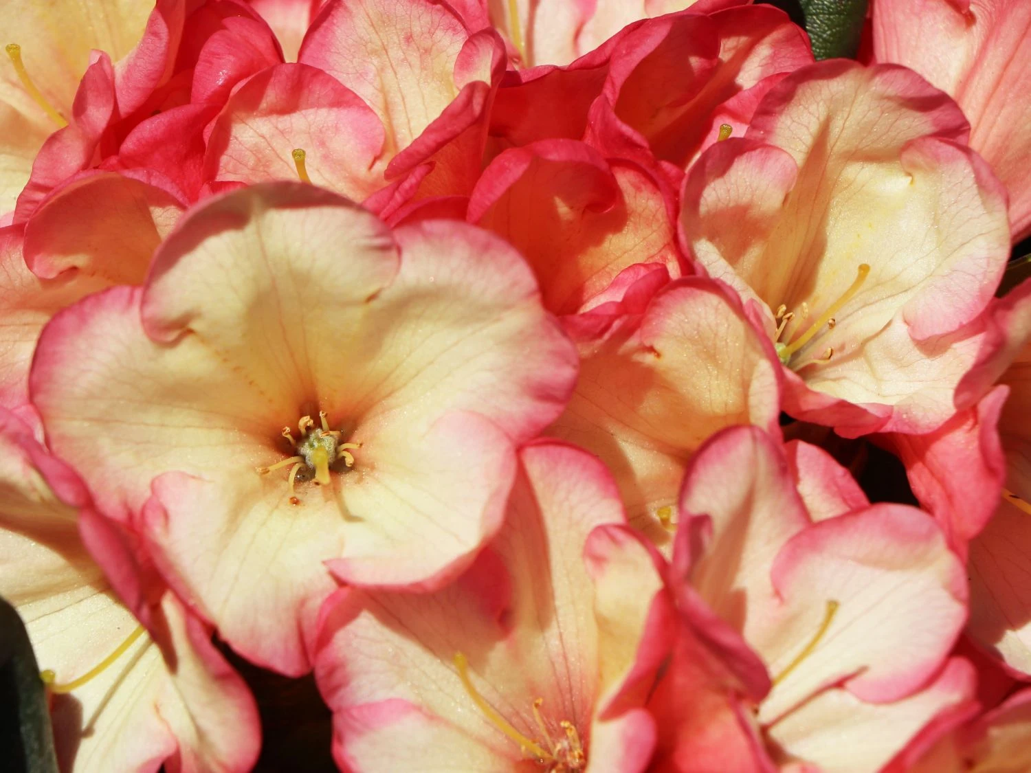 Rhododendron 'Barbarella' 2 Rhododendron 'Barbarella' – Bild 2