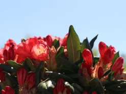 Rhododendron 'Barbarella' 19 Rhododendron 'Barbarella' -Deutschland Garten Funk Verkaufs-Shop rhododendron barbarella m003948 w 6