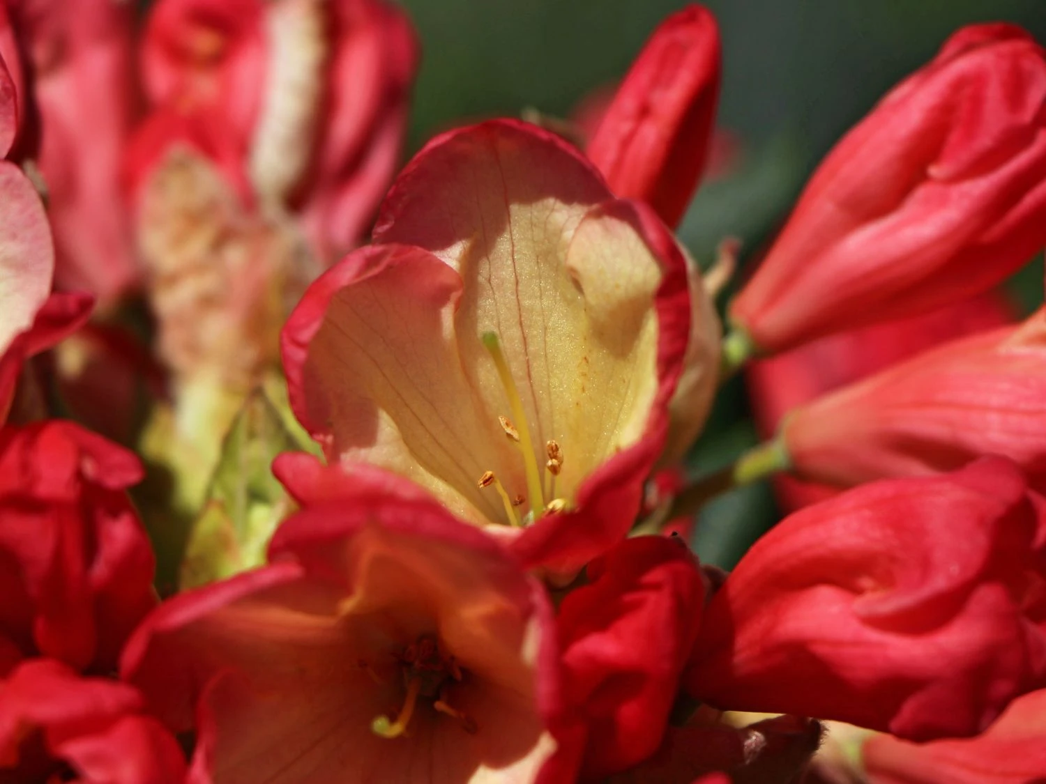 Rhododendron 'Barbarella' 8 Rhododendron 'Barbarella' – Bild 8