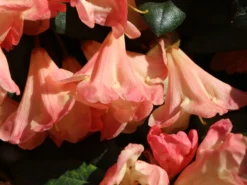 Rhododendron 'Barbarella' 16 Rhododendron 'Barbarella' -Deutschland Garten Funk Verkaufs-Shop rhododendron barbarella m003948 w 8