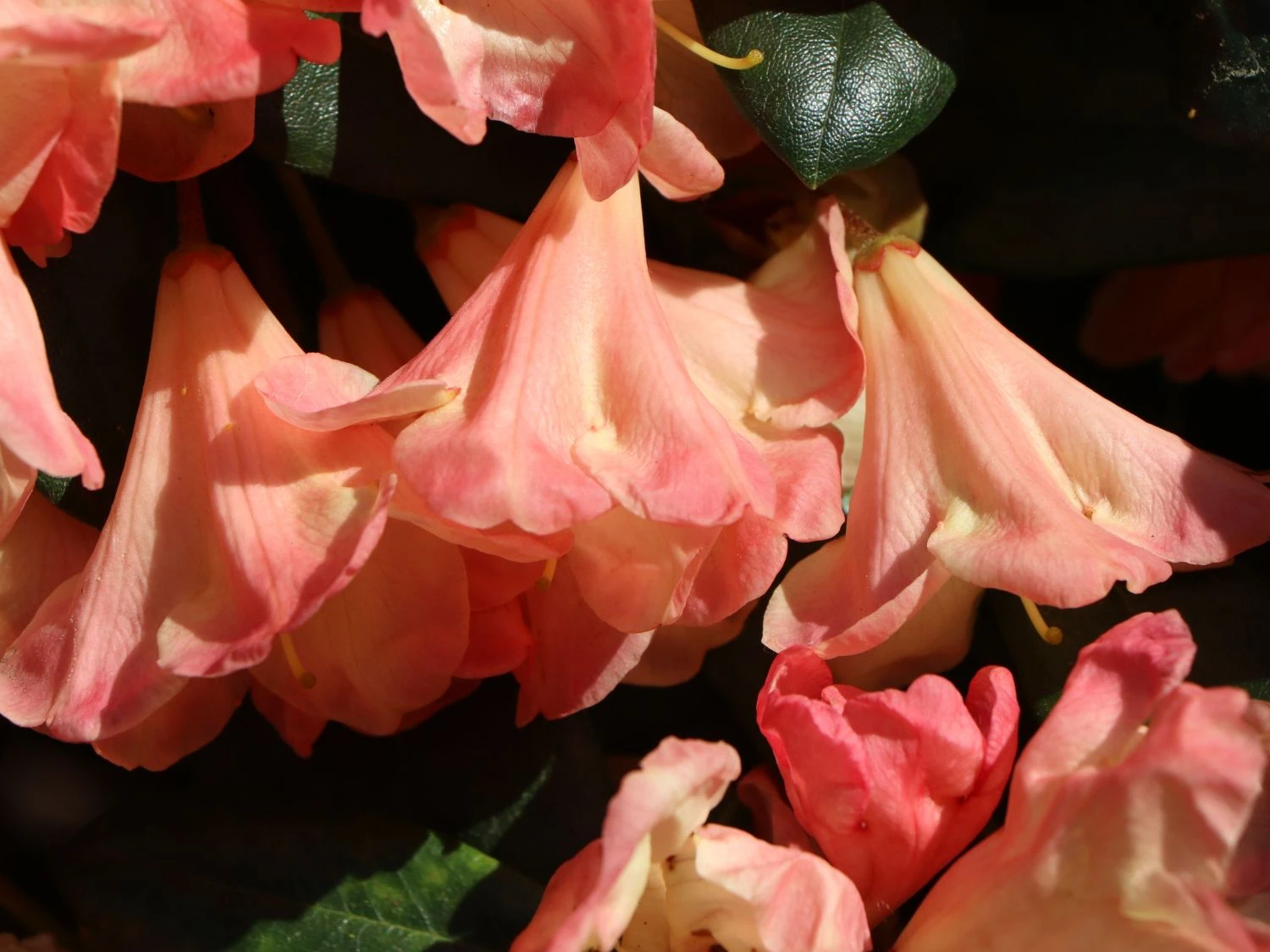 Rhododendron 'Barbarella' 6 Rhododendron 'Barbarella' – Bild 6