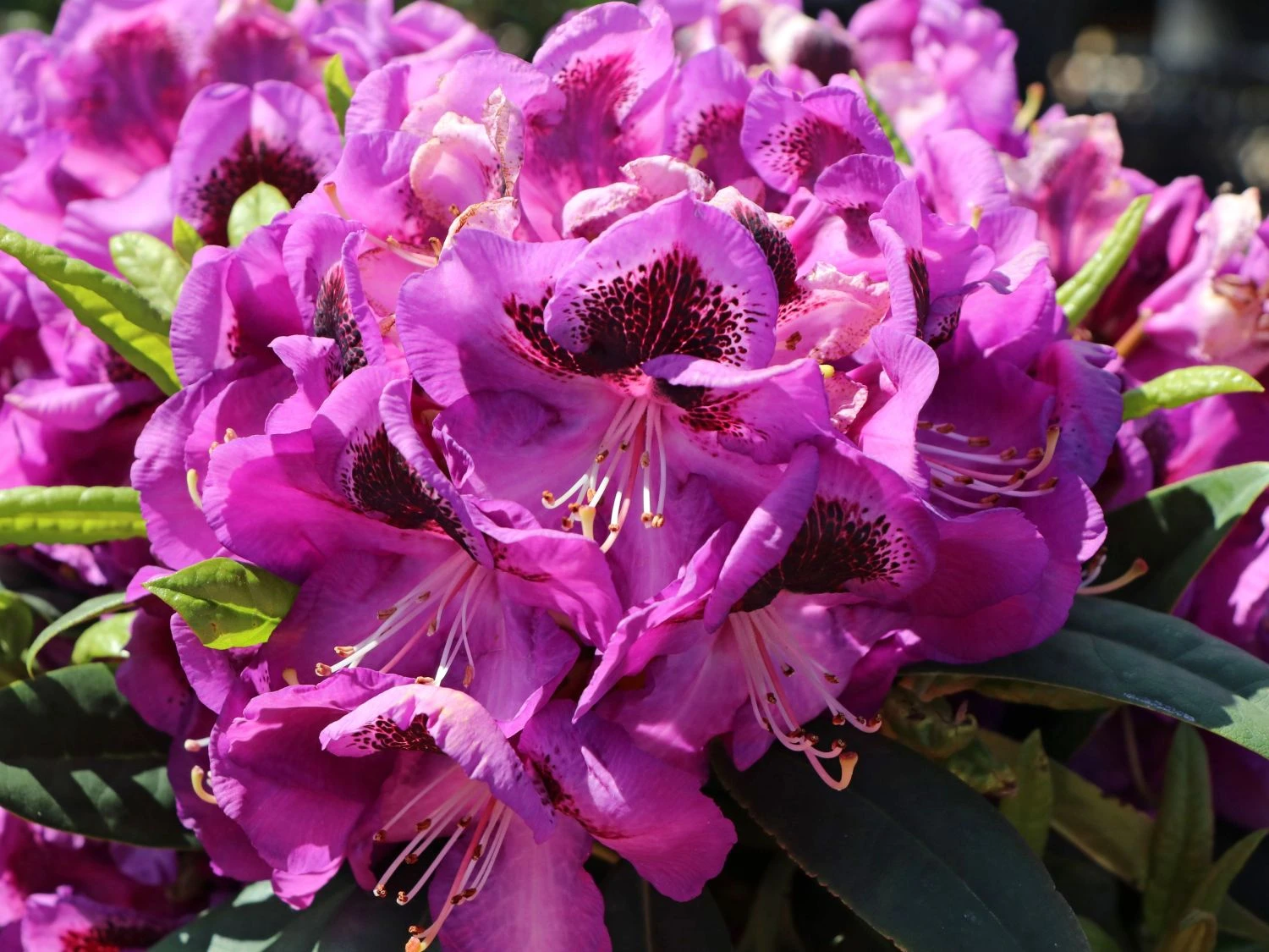 Rhododendron 'Bariton' 5 Rhododendron 'Bariton' – Bild 5