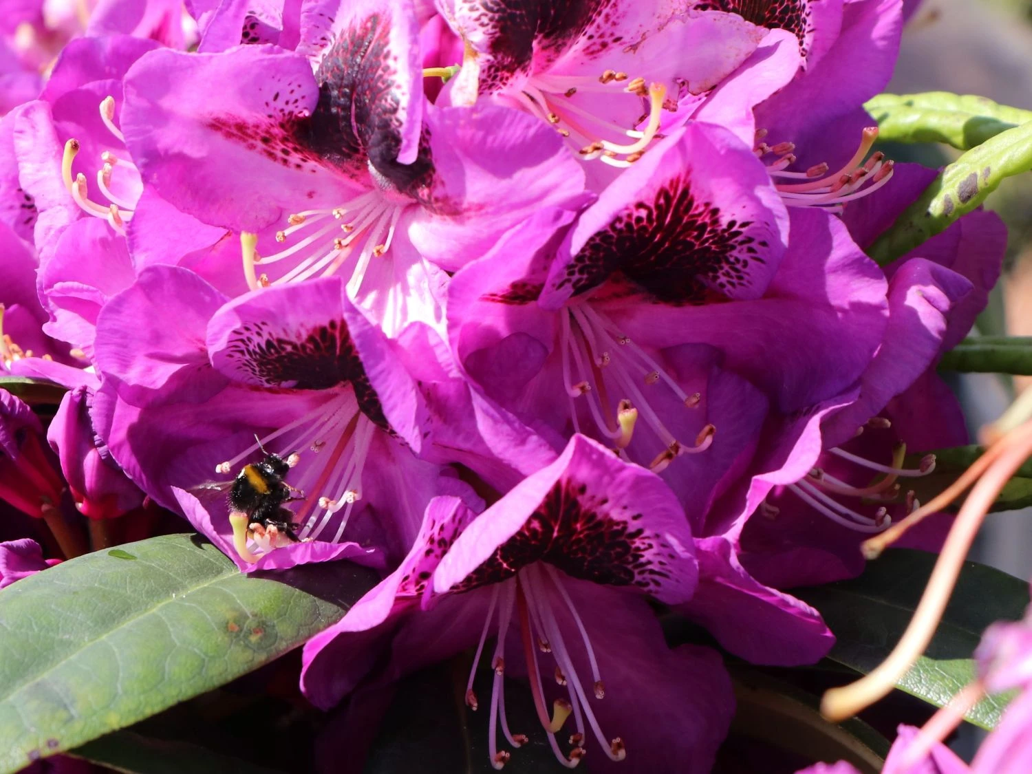 Rhododendron 'Bariton' 4 Rhododendron 'Bariton' – Bild 4