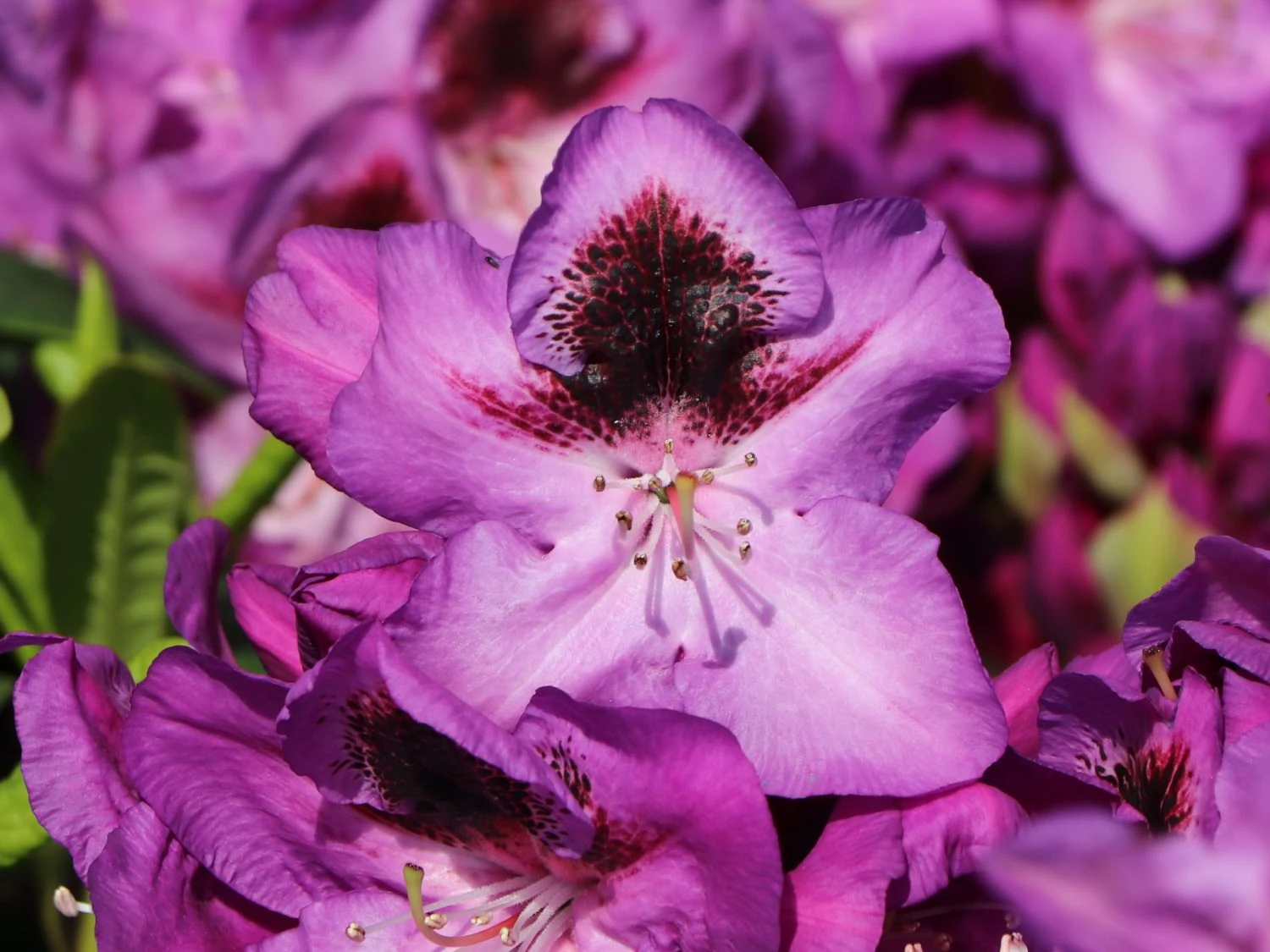 Rhododendron 'Bariton' 6 Rhododendron 'Bariton' – Bild 6