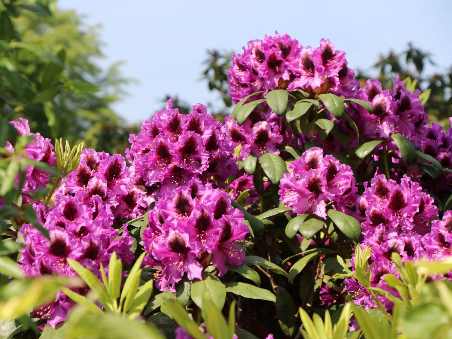 Rhododendron 'Bariton' 8 Rhododendron 'Bariton' – Bild 8