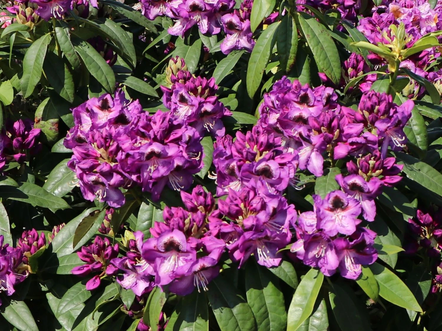 Rhododendron 'Bariton' 7 Rhododendron 'Bariton' – Bild 7