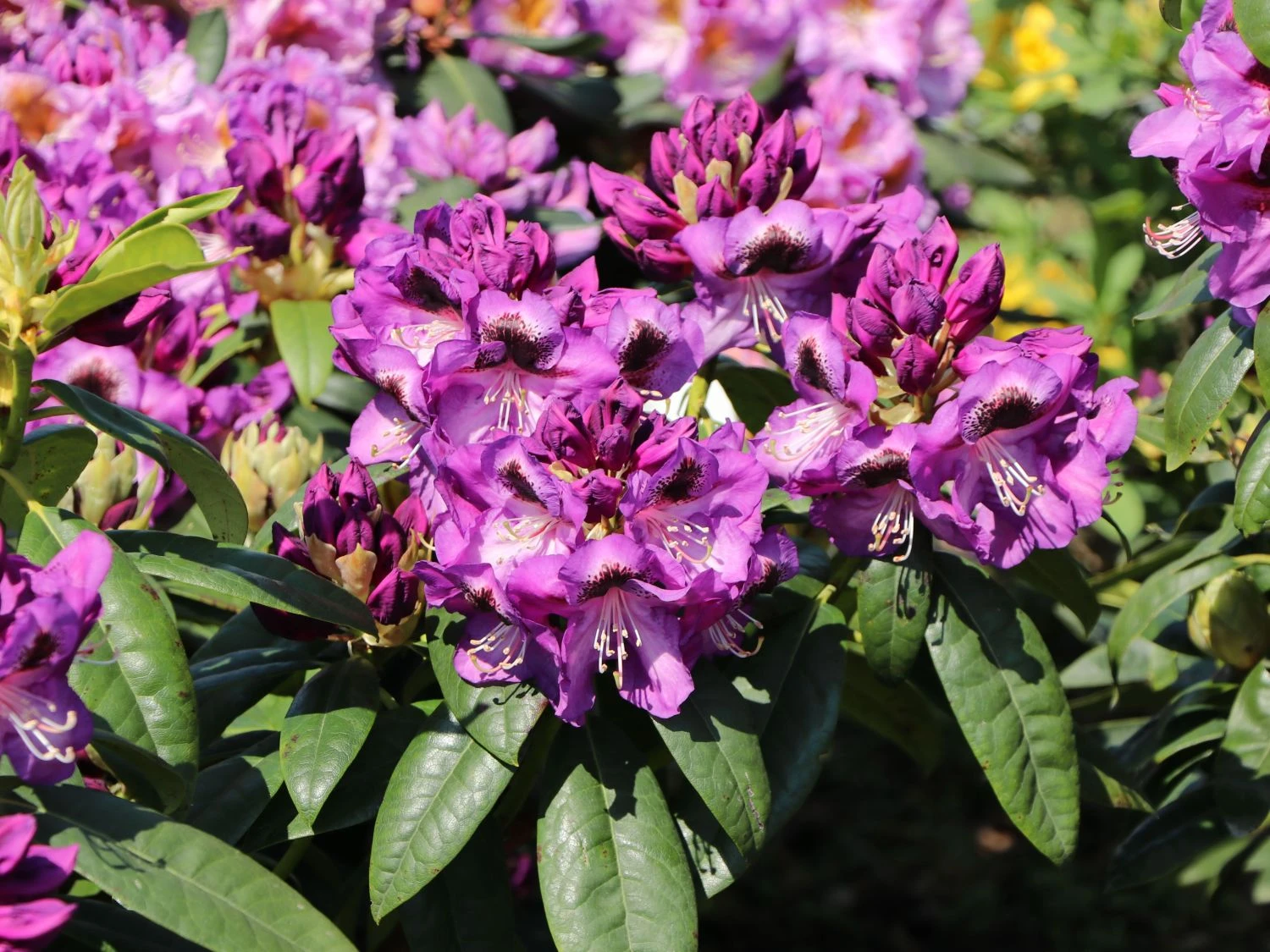 Rhododendron 'Bariton' 2 Rhododendron 'Bariton' – Bild 2