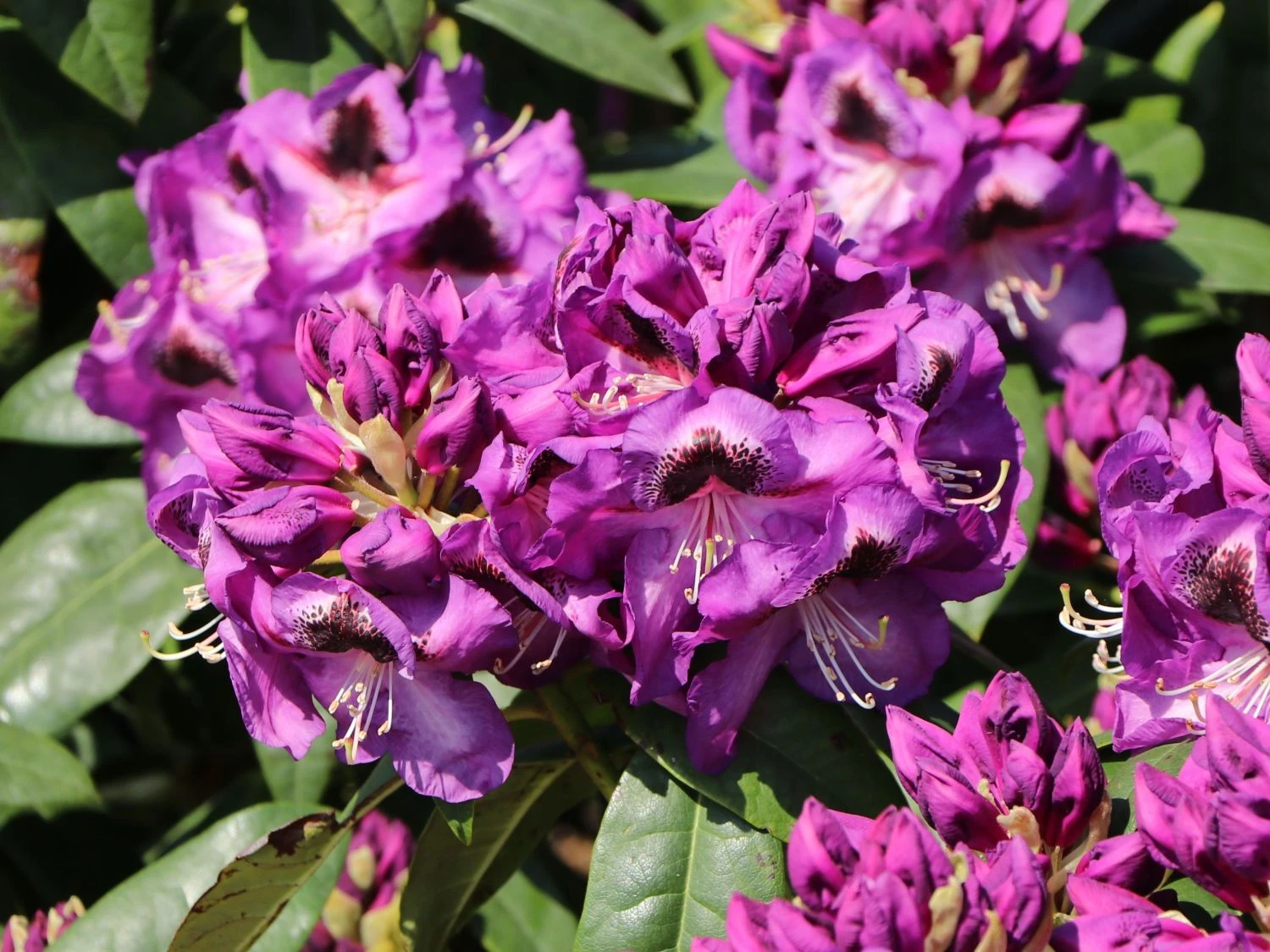 Rhododendron 'Bariton' 3 Rhododendron 'Bariton' – Bild 3