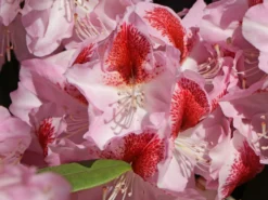 Rhododendron 'Belami' ® -Deutschland Garten Funk Verkaufs-Shop rhododendron belami m008895 w 2