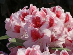 Rhododendron 'Belami' ® -Deutschland Garten Funk Verkaufs-Shop rhododendron belami m008895 w 3