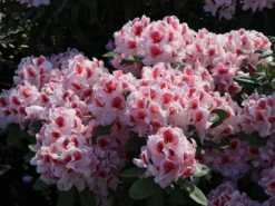 Rhododendron 'Belami' ® -Deutschland Garten Funk Verkaufs-Shop rhododendron belami m008895 w 4