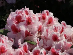 Rhododendron 'Belami' ® -Deutschland Garten Funk Verkaufs-Shop rhododendron belami m008895 w 5