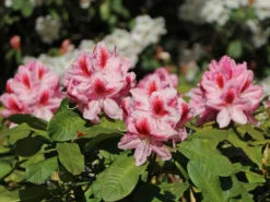 Rhododendron 'Belami' ® -Deutschland Garten Funk Verkaufs-Shop rhododendron belami m008895 w 6