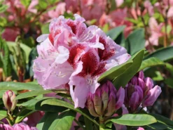 Rhododendron 'Belami' ® -Deutschland Garten Funk Verkaufs-Shop rhododendron belami m008895 w 7