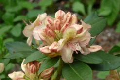 Rhododendron 'Belkanto' (S) -Deutschland Garten Funk Verkaufs-Shop rhododendron belkanto s m003572 451093 0