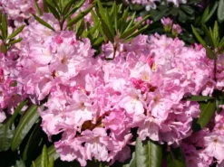 Rhododendron 'Bellefontaine' -Deutschland Garten Funk Verkaufs-Shop rhododendron bellefontaine m003574 w 0