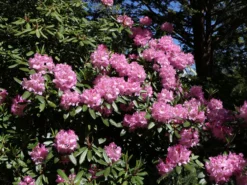 Rhododendron 'Bellefontaine' -Deutschland Garten Funk Verkaufs-Shop rhododendron bellefontaine m003574 w 1