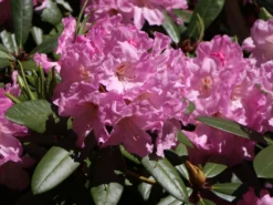 Rhododendron 'Bellefontaine' -Deutschland Garten Funk Verkaufs-Shop rhododendron bellefontaine m003574 w 2