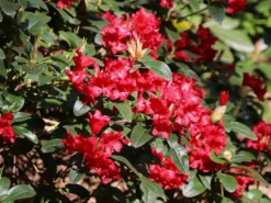 Rhododendron 'Bengal' 6 Rhododendron 'Bengal' -Deutschland Garten Funk Verkaufs-Shop rhododendron bengal m004222 w 0