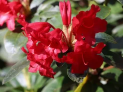 Rhododendron 'Bengal' 7 Rhododendron 'Bengal' -Deutschland Garten Funk Verkaufs-Shop rhododendron bengal m004222 w 2