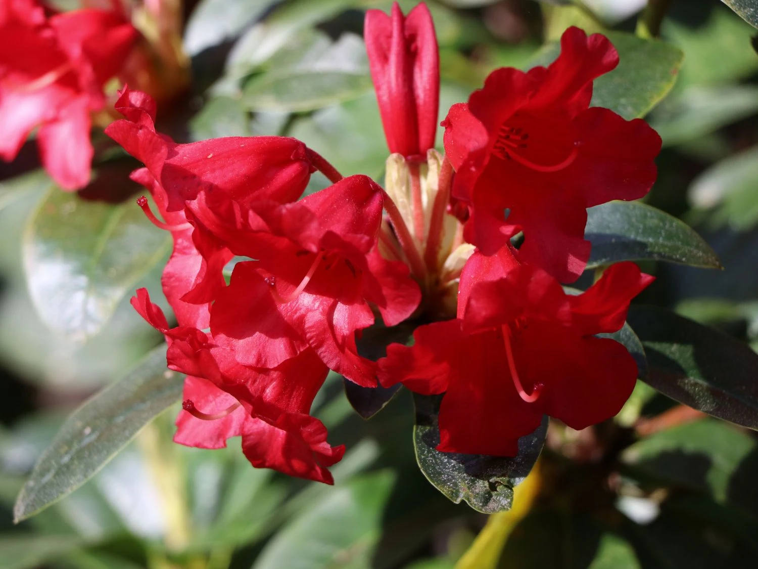 Rhododendron 'Bengal' 4 Rhododendron 'Bengal' – Bild 4