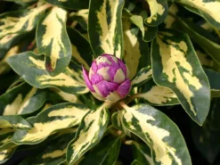 Rhododendron 'Blattgold' -Deutschland Garten Funk Verkaufs-Shop rhododendron blattgold m003646 w 0